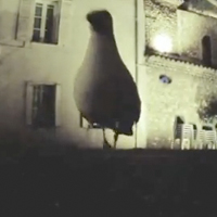 Seagull stole GoPro