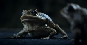 toad