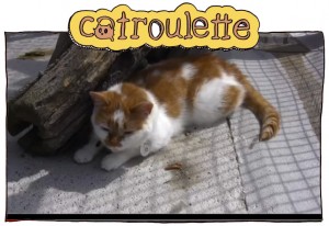 catroulette