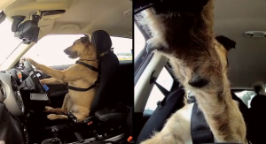 Porter driving a Mini Cooper