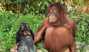 Screen Shot 2015-02-09 at 9.41.03 am